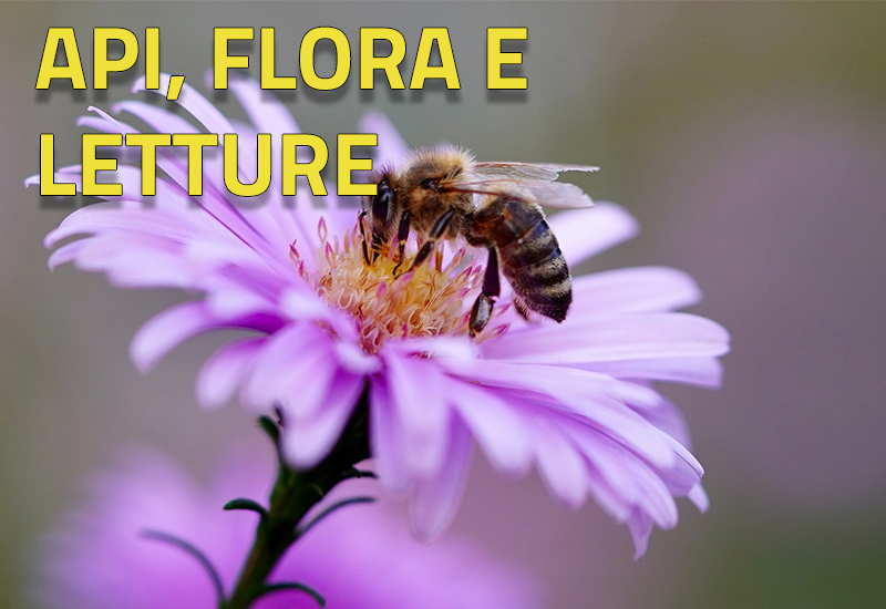 Scopri di più sull'articolo Api, flora e letture | 17 agosto ore 14.30