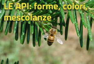 Scopri di più sull'articolo Le api: forme, colori, mescolanze | 18 agosto ore 20.30